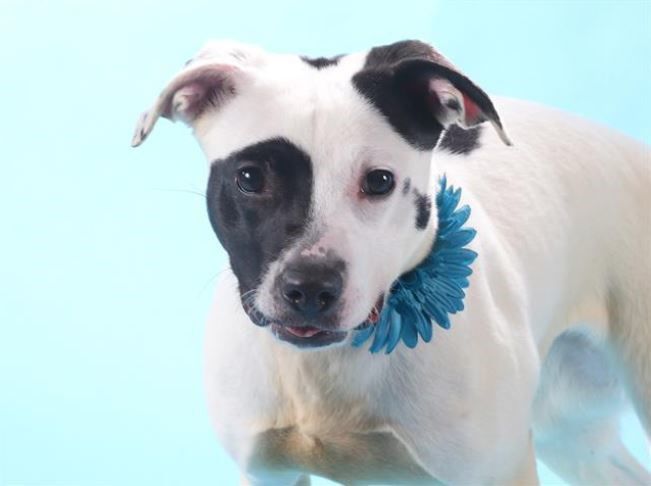 Last week's pet, still available: Patty